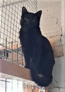 Freesby, Noir male European Shorthair for adoption at Association Secours Protection Animale (Manosque), Manosque