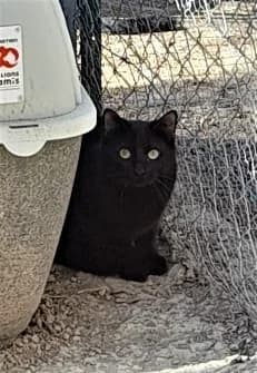 Freesby, Noir male European Shorthair for adoption at Association Secours Protection Animale (Manosque), Manosque — photo 2 of 28