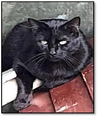 Freesby, Noir male European Shorthair for adoption at Association Secours Protection Animale (Manosque), Manosque — photo 3 of 28