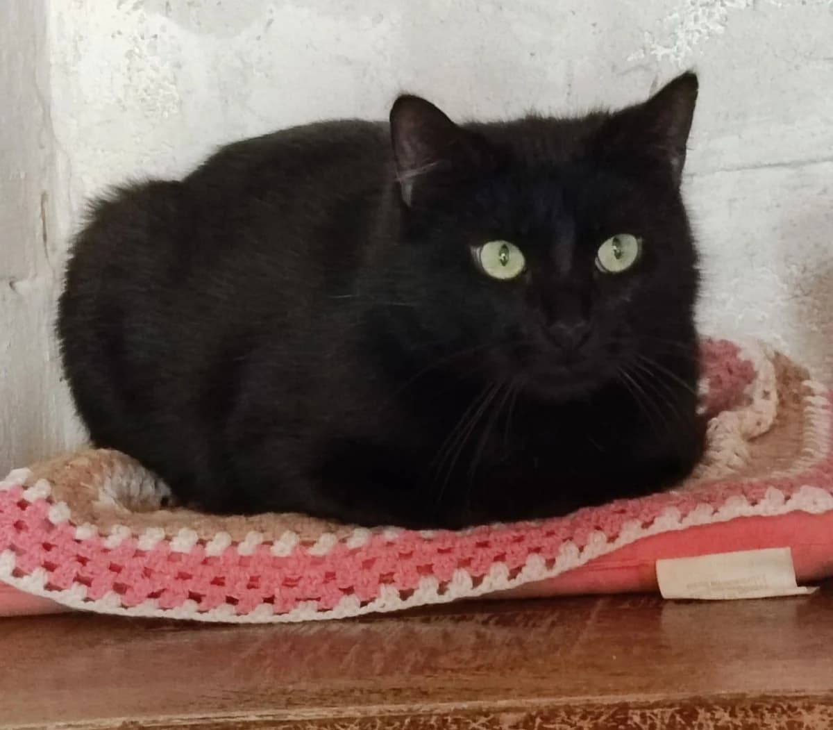 Freesby, Noir male European Shorthair for adoption at Association Secours Protection Animale (Manosque), Manosque — photo 4 of 28