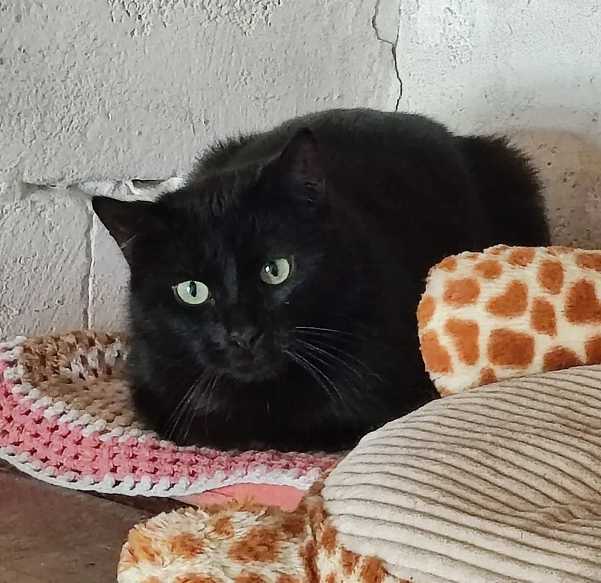 Freesby, Noir male European Shorthair for adoption at Association Secours Protection Animale (Manosque), Manosque — photo 5 of 28