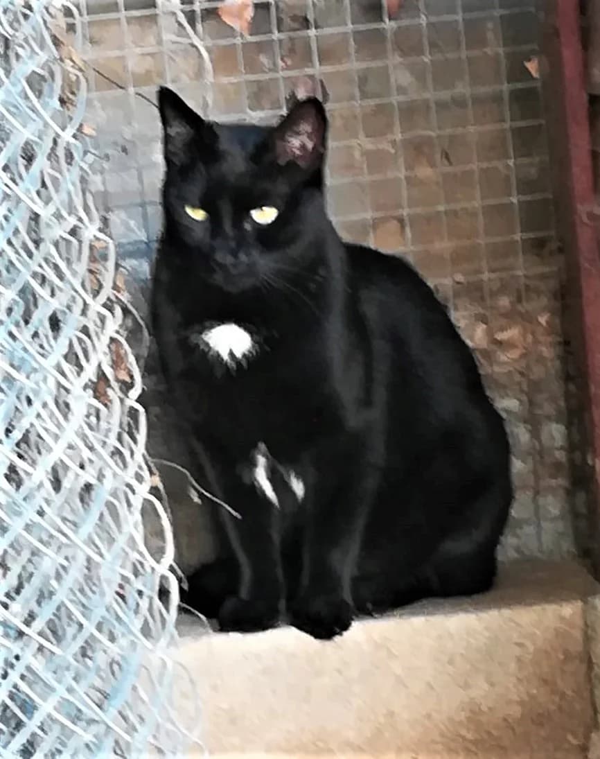 Ebène, Noir female European Shorthair for adoption at Association Secours Protection Animale (Manosque), Manosque