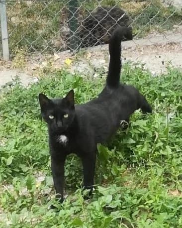 Ebène, Noir female European Shorthair for adoption at Association Secours Protection Animale (Manosque), Manosque — photo 2 of 25