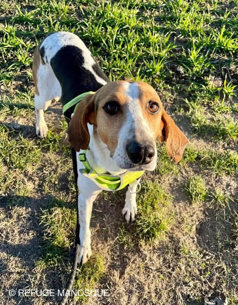 Ebène, Noir female European Shorthair for adoption at Association Secours Protection Animale (Manosque), Manosque — photo 3 of 25