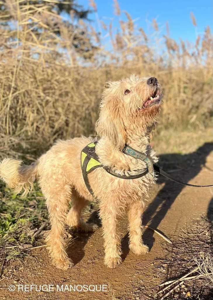 Ebène, Noir female European Shorthair for adoption at Association Secours Protection Animale (Manosque), Manosque — photo 8 of 25
