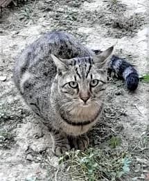 Cookie, Tigré male European Shorthair for adoption at Association Secours Protection Animale (Manosque), Manosque