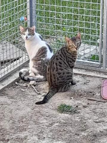 Cookie, Tigré male European Shorthair for adoption at Association Secours Protection Animale (Manosque), Manosque — photo 2 of 27