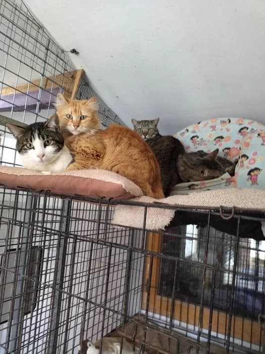 Cookie, Tigré male European Shorthair for adoption at Association Secours Protection Animale (Manosque), Manosque — photo 3 of 27