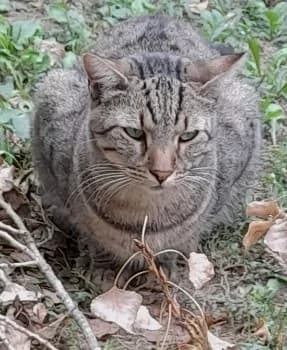 Cookie, Tigré male European Shorthair for adoption at Association Secours Protection Animale (Manosque), Manosque — photo 4 of 27
