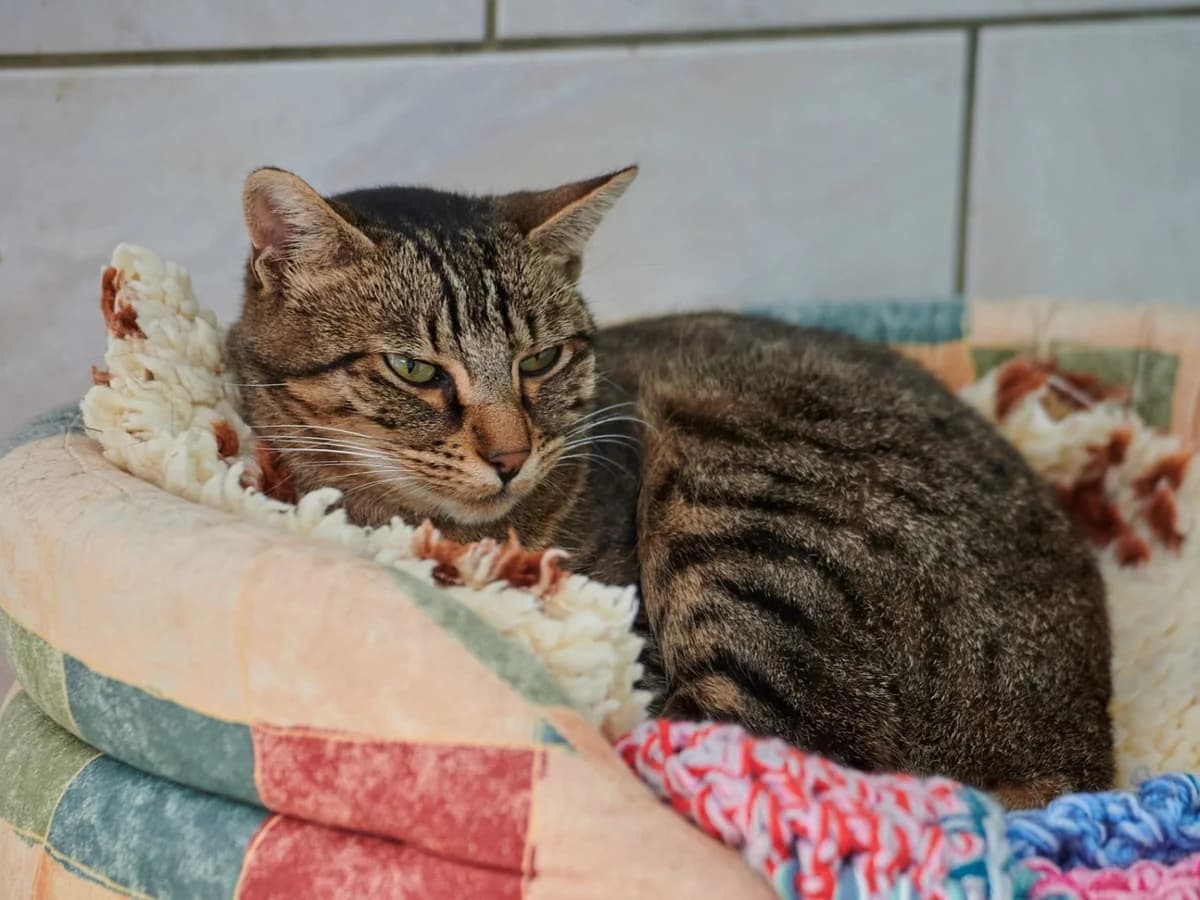 Comète, Tigré female European Shorthair for adoption at Association Secours Protection Animale (Manosque), Manosque — photo 3 of 5