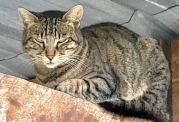 Comète, Tigré female European Shorthair for adoption at Association Secours Protection Animale (Manosque), Manosque — photo 4 of 5