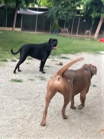 Rocky, Froment male Cane Corso for adoption at Association Secours Protection Animale (Manosque), Manosque