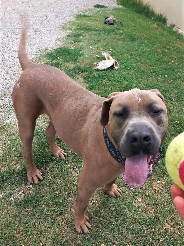 Rocky, Froment male Cane Corso for adoption at Association Secours Protection Animale (Manosque), Manosque — photo 2 of 11