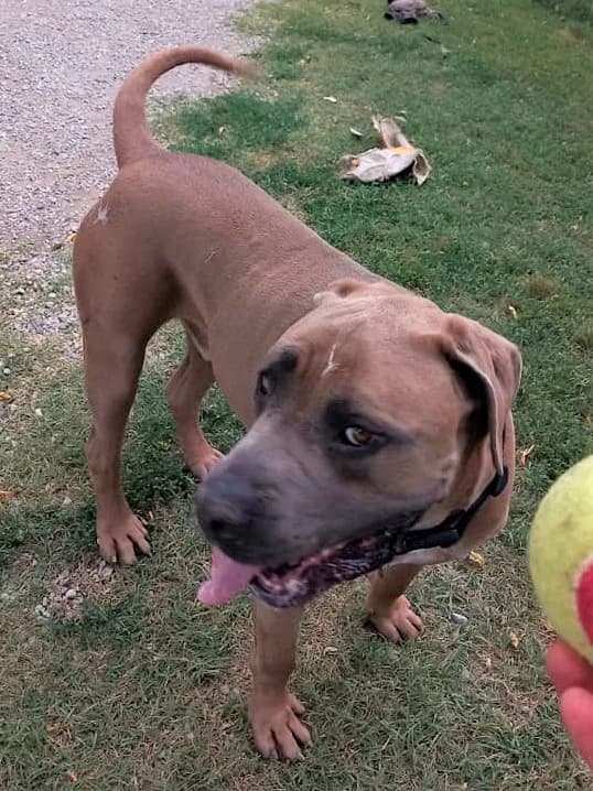 Rocky, Froment male Cane Corso for adoption at Association Secours Protection Animale (Manosque), Manosque — photo 3 of 11