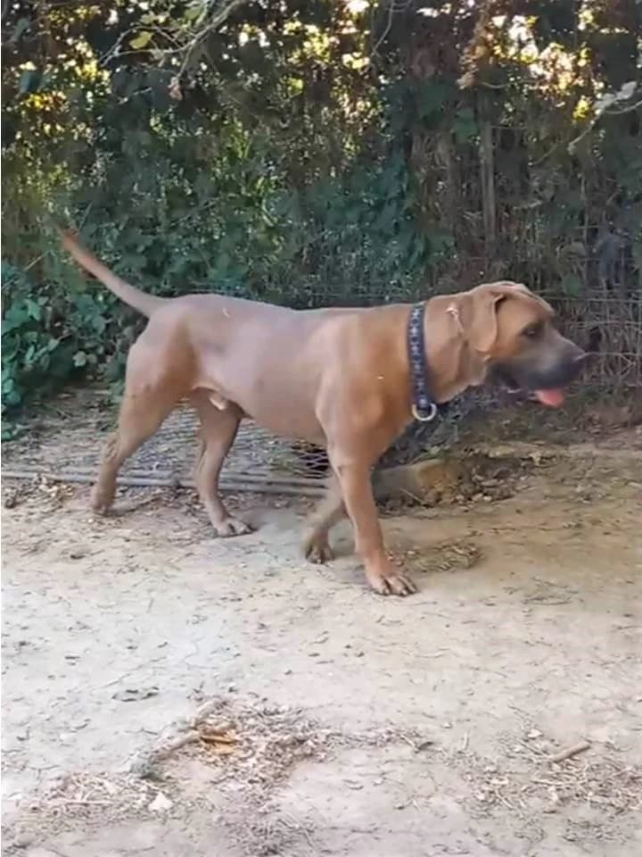 Rocky, Froment male Cane Corso for adoption at Association Secours Protection Animale (Manosque), Manosque — photo 4 of 11
