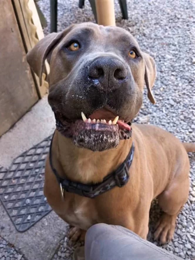 Rocky, Froment male Cane Corso for adoption at Association Secours Protection Animale (Manosque), Manosque — photo 5 of 11