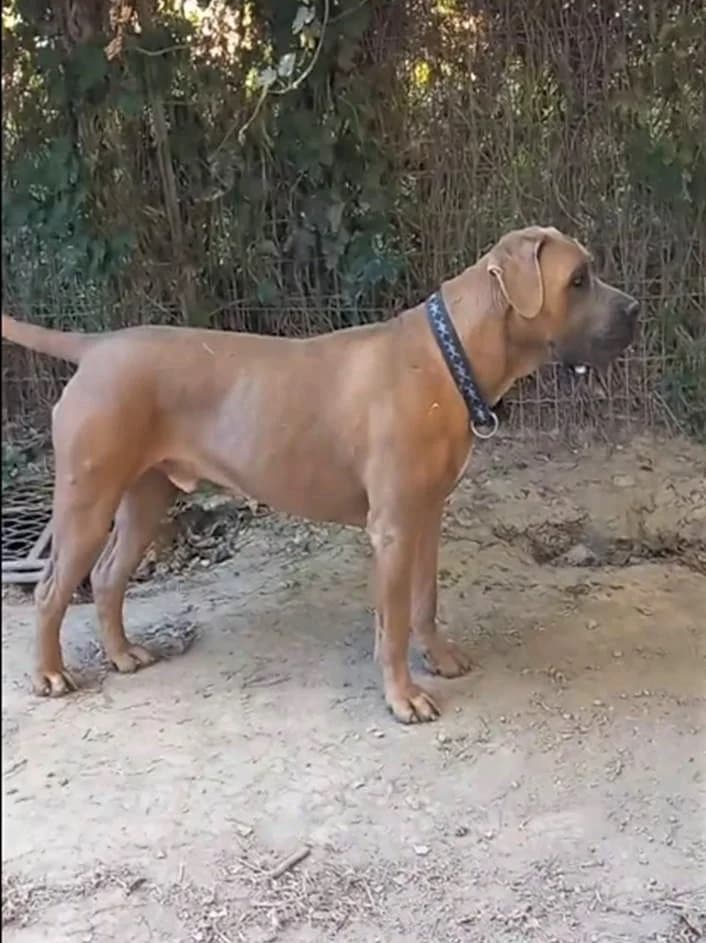 Rocky, Froment male Cane Corso for adoption at Association Secours Protection Animale (Manosque), Manosque — photo 6 of 11