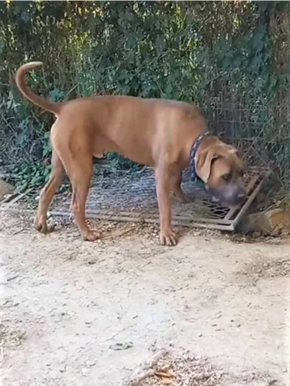 Rocky, Froment male Cane Corso for adoption at Association Secours Protection Animale (Manosque), Manosque — photo 7 of 11