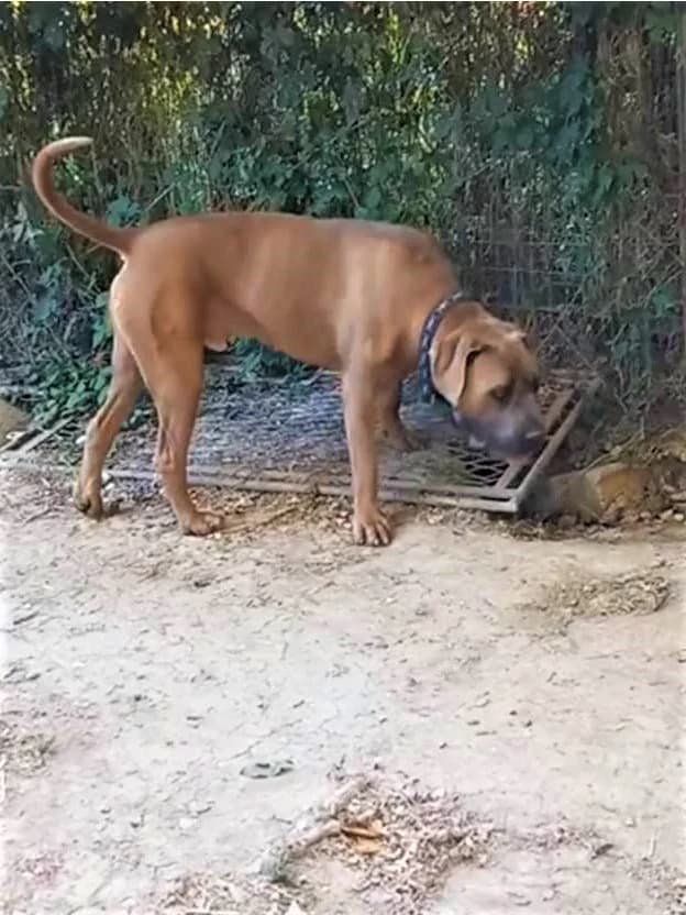 Rocky, Froment male Cane Corso for adoption at Association Secours Protection Animale (Manosque), Manosque — photo 8 of 11