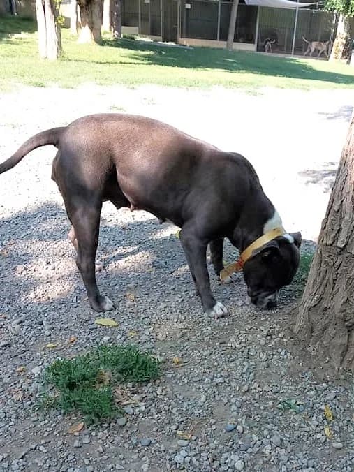 Athena, Froment female mixed breed for adoption at Association Secours Protection Animale (Manosque), Manosque