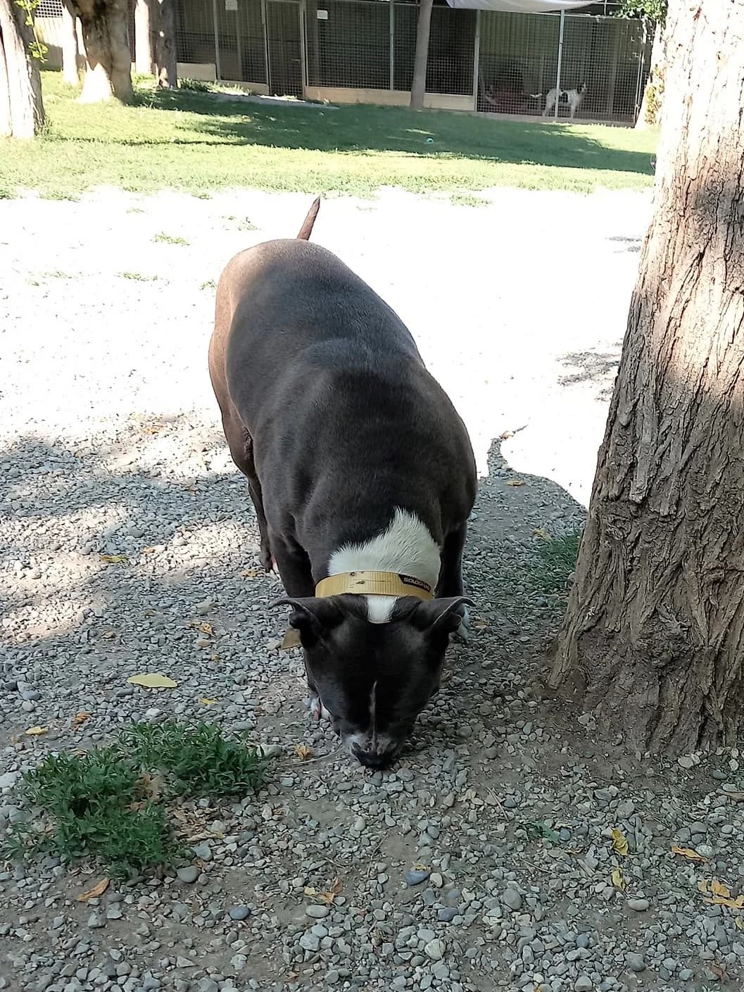 Athena, Froment female mixed breed for adoption at Association Secours Protection Animale (Manosque), Manosque — photo 2 of 3