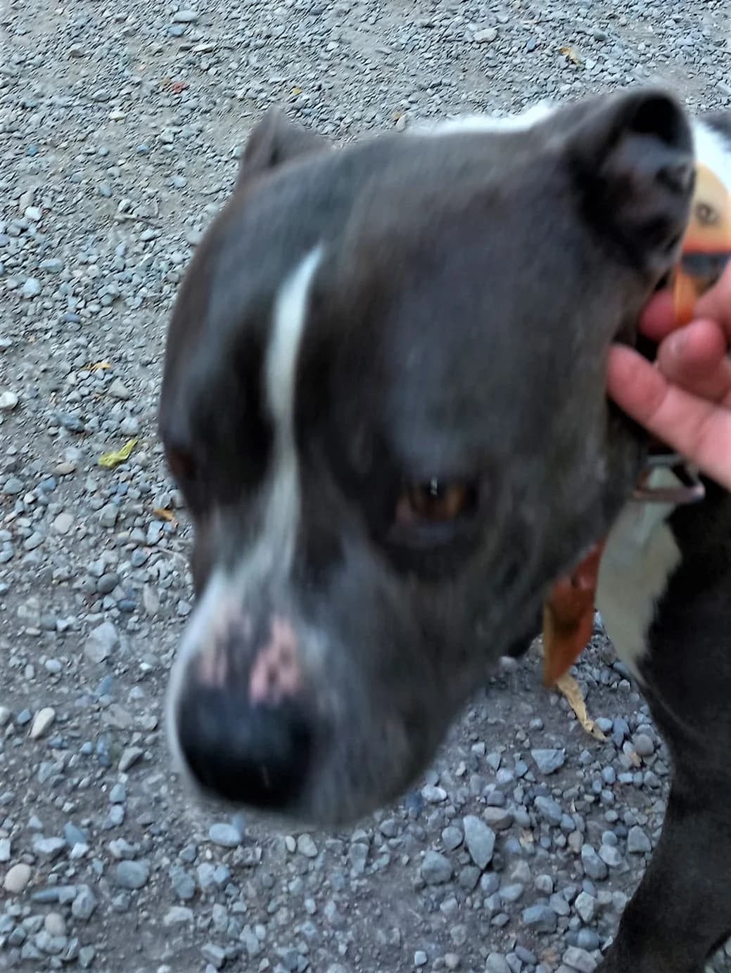 Athena, Froment female mixed breed for adoption at Association Secours Protection Animale (Manosque), Manosque — photo 3 of 3