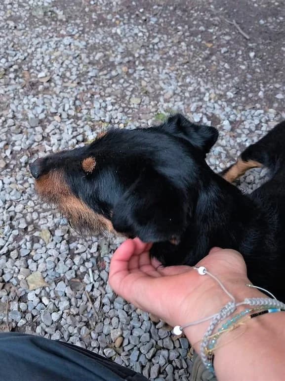 Nova, Noir et feu female mixed breed for adoption at Association Secours Protection Animale (Manosque), Manosque