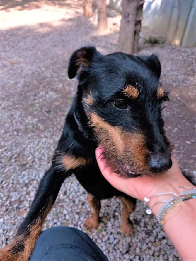Nova, Noir et feu female mixed breed for adoption at Association Secours Protection Animale (Manosque), Manosque — photo 2 of 8