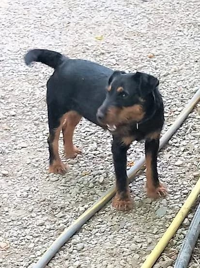 Nova, Noir et feu female mixed breed for adoption at Association Secours Protection Animale (Manosque), Manosque — photo 3 of 8