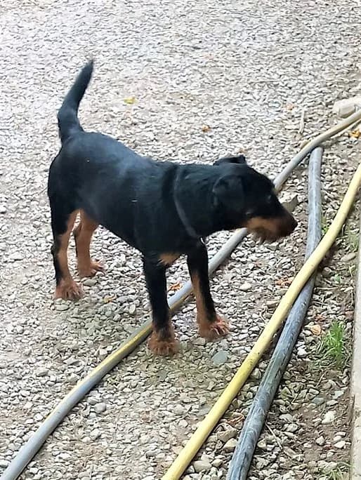 Nova, Noir et feu female mixed breed for adoption at Association Secours Protection Animale (Manosque), Manosque — photo 4 of 8