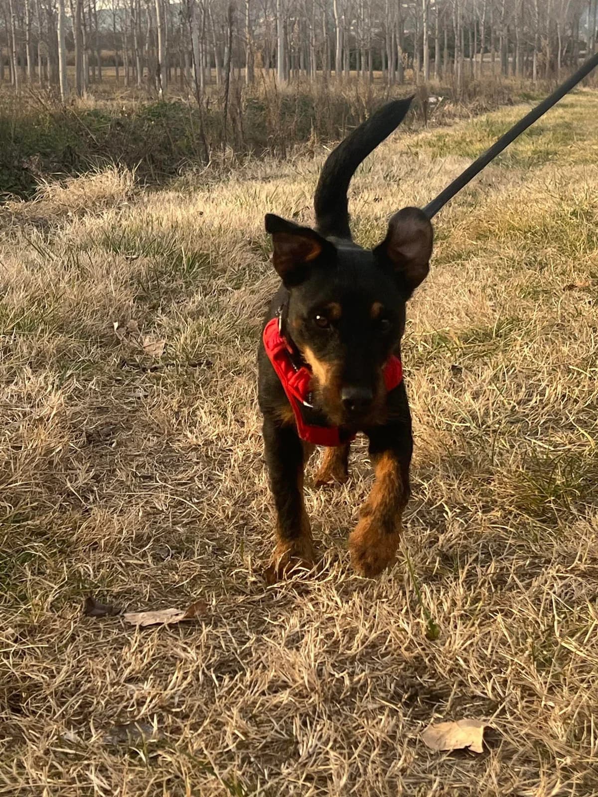 Nova, Noir et feu female mixed breed for adoption at Association Secours Protection Animale (Manosque), Manosque — photo 5 of 8