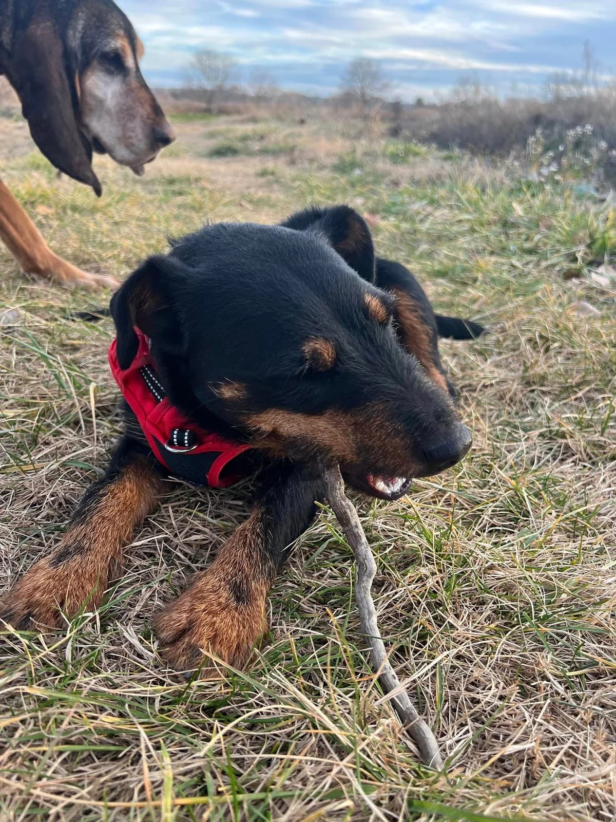 Nova, Noir et feu female mixed breed for adoption at Association Secours Protection Animale (Manosque), Manosque — photo 6 of 8