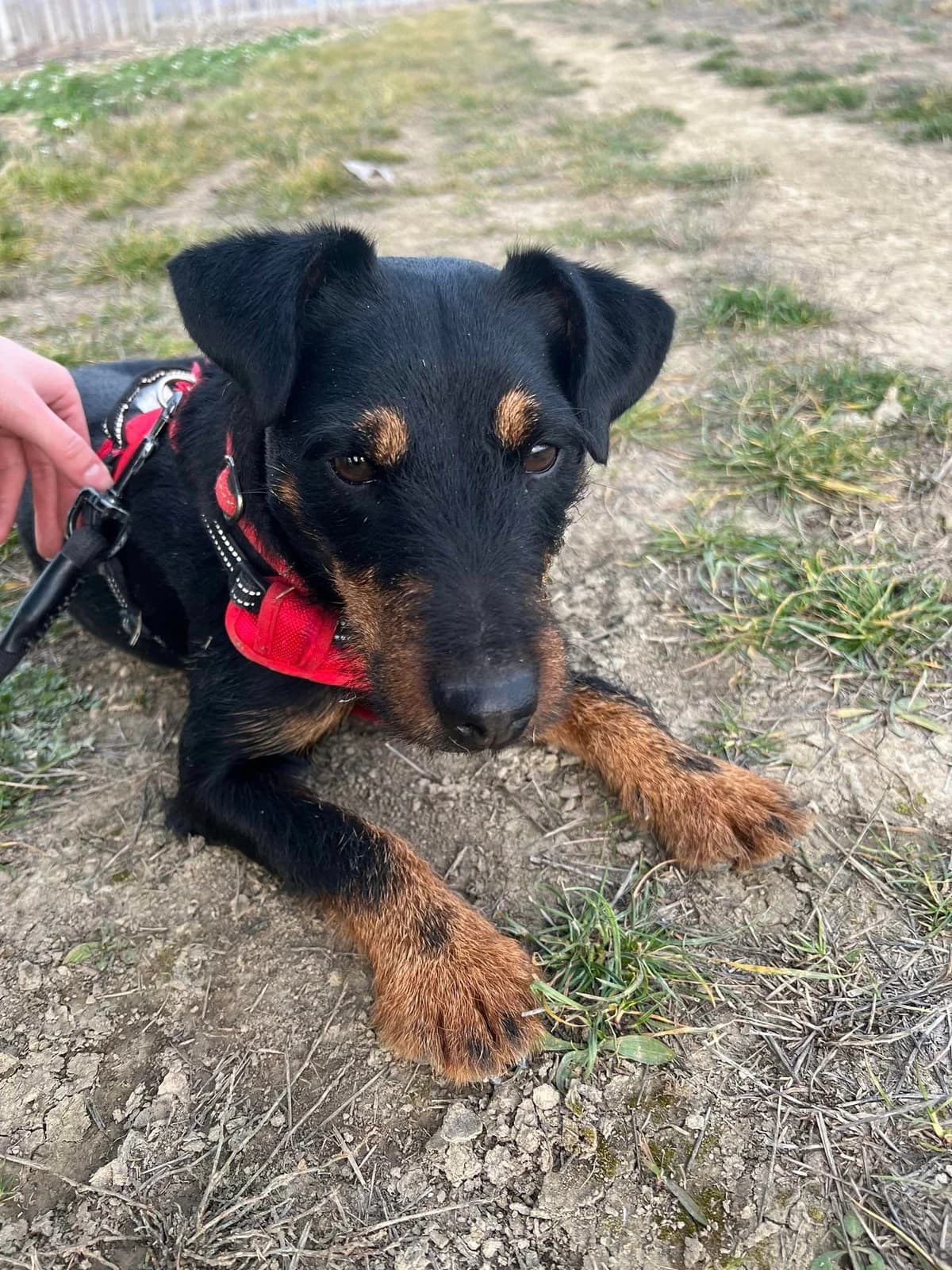 Nova, Noir et feu female mixed breed for adoption at Association Secours Protection Animale (Manosque), Manosque — photo 7 of 8