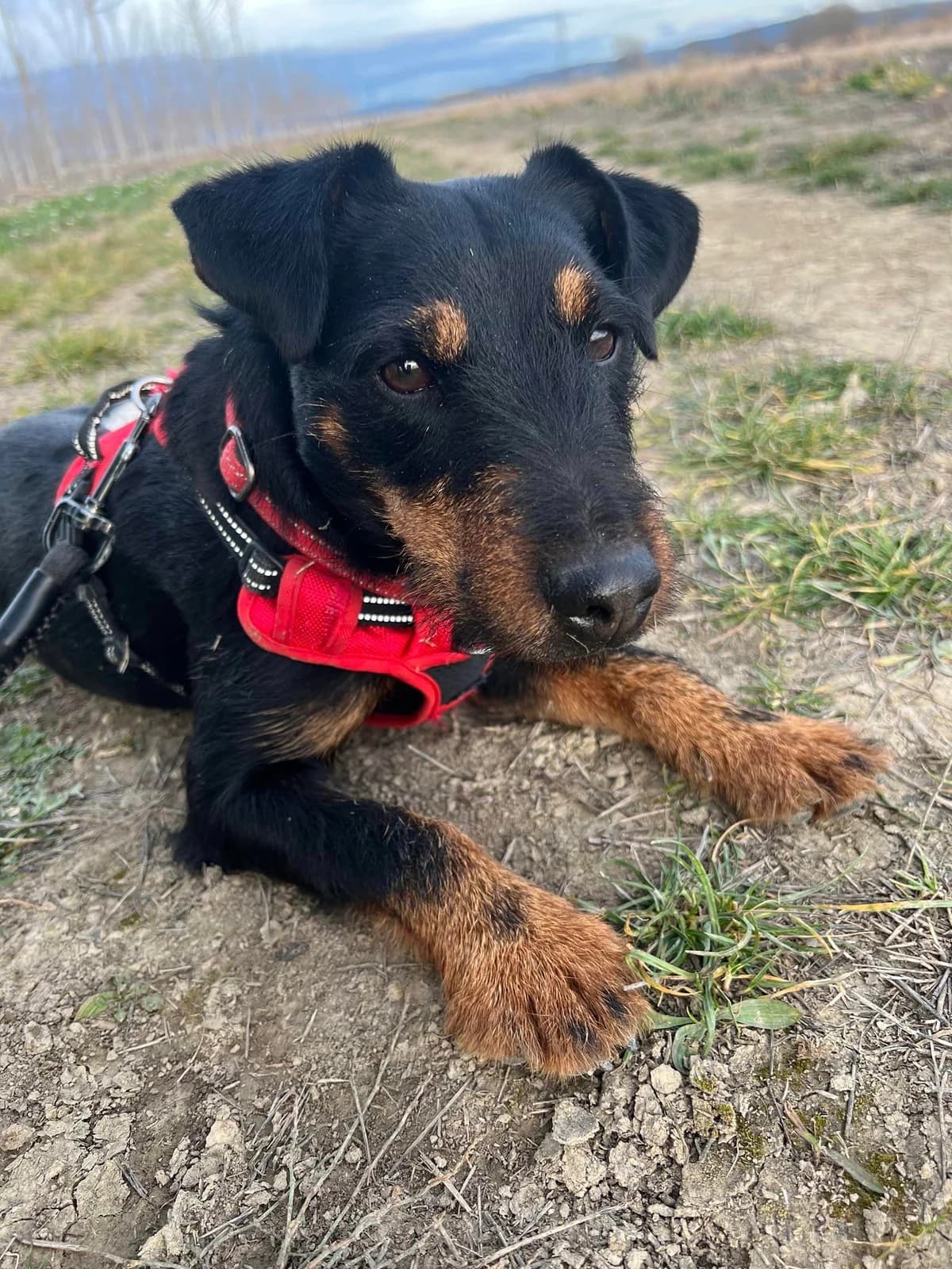 Nova, Noir et feu female mixed breed for adoption at Association Secours Protection Animale (Manosque), Manosque — photo 8 of 8