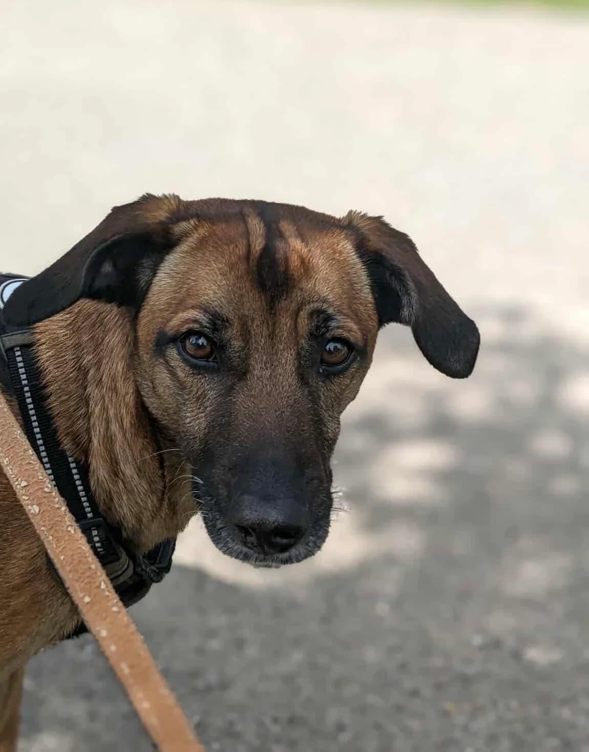 NASKA,  5yo Mixed Breed for adoption at Association Sauvade