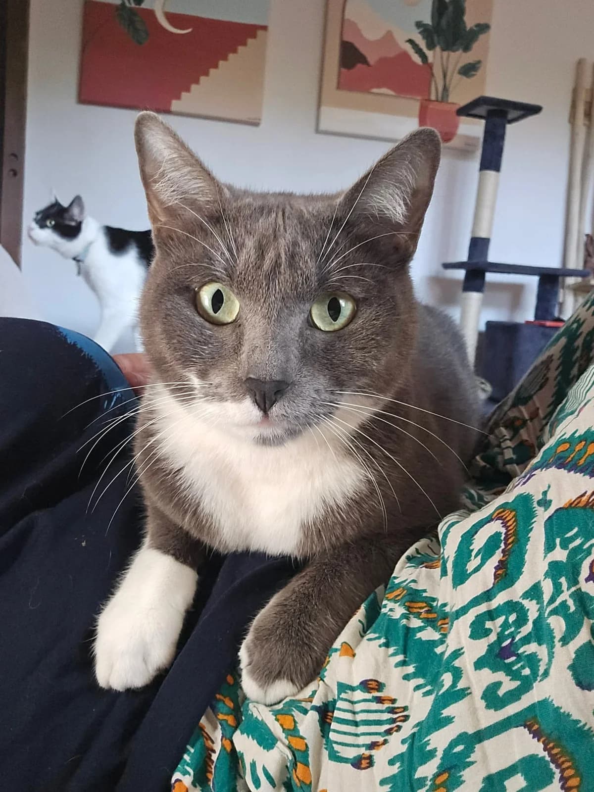 QUEEN, female young Mixed Breed for adoption at Association Sauvade