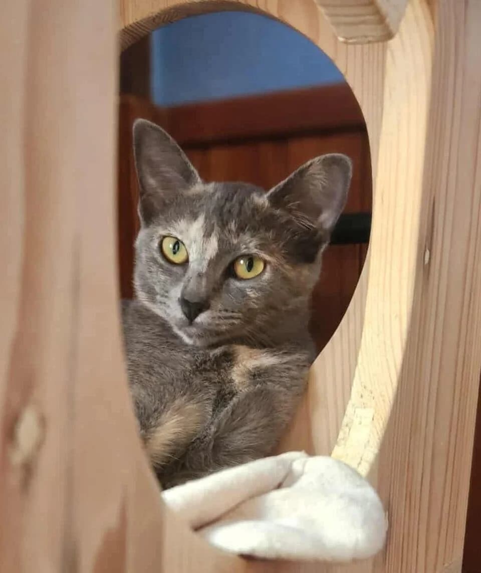BONNIE,  Mixed Breed for adoption at Association Sauvade