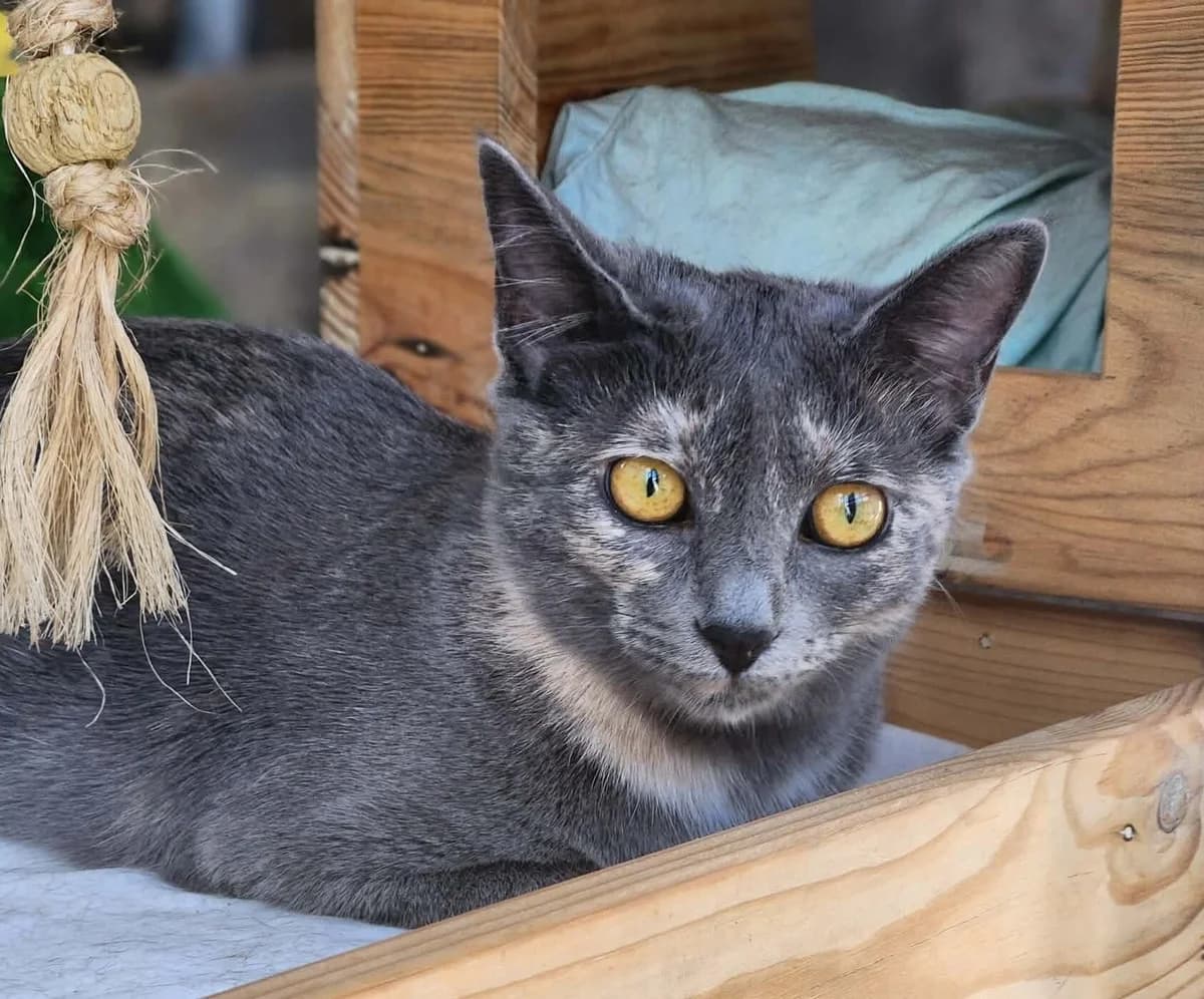 YÉNA,  Mixed Breed for adoption at Association Sauvade