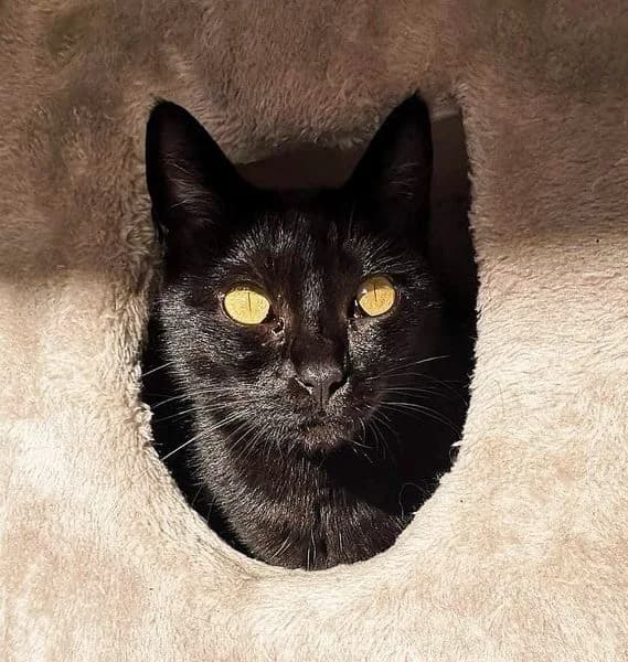 FLEUR, female Mixed Breed for adoption at Association Sauvade