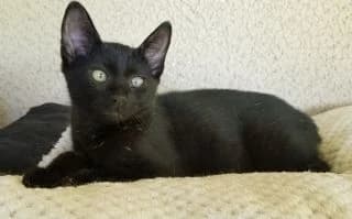 Sofia, female Mixed Breed for adoption at Asso 4A