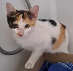 Sidonie, female Mixed Breed for adoption at Asso 4A