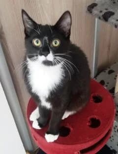 Sandy, female Mixed Breed for adoption at Asso 4A