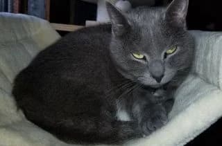 Tom, male Mixed Breed for adoption at Asso 4A
