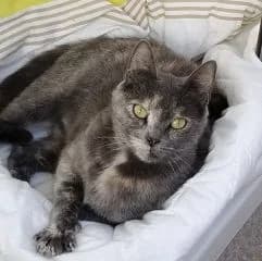 Clochette, female Mixed Breed for adoption at Asso 4A