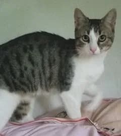 Sella, female Mixed Breed for adoption at Asso 4A