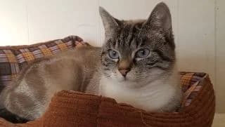 Pia, female Mixed Breed for adoption at Asso 4A