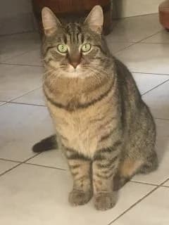 Teni, male Mixed Breed for adoption at Asso 4A