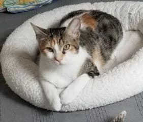 Tania, female Mixed Breed for adoption at Asso 4A