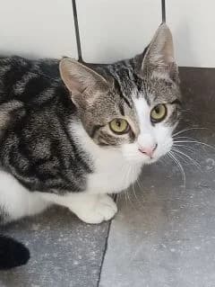 Unes, female Mixed Breed for adoption at Asso 4A
