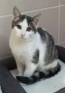 Uranus, male 3yo Mixed Breed for adoption at Asso 4A